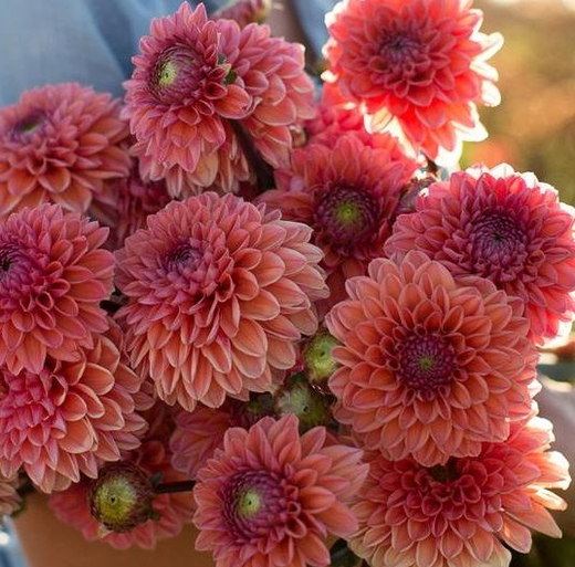 Георгин Daisy Duke (корень) Закупка М55 апрель 2026