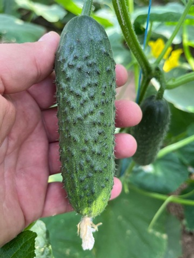 Вятич F1 семена огурца партенокарпического ( Yuksel Tohum / )