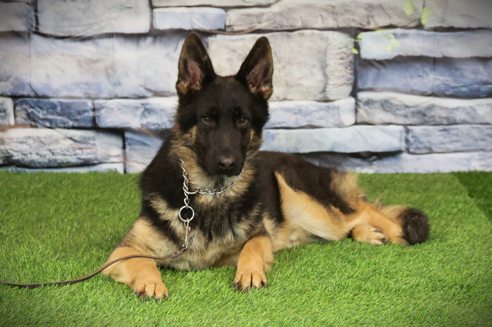 ЯРОФЕЙ Из Поместья Боговик