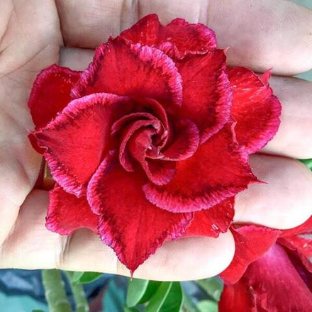 Адениум обесум 218 Vĩnh Kỳ