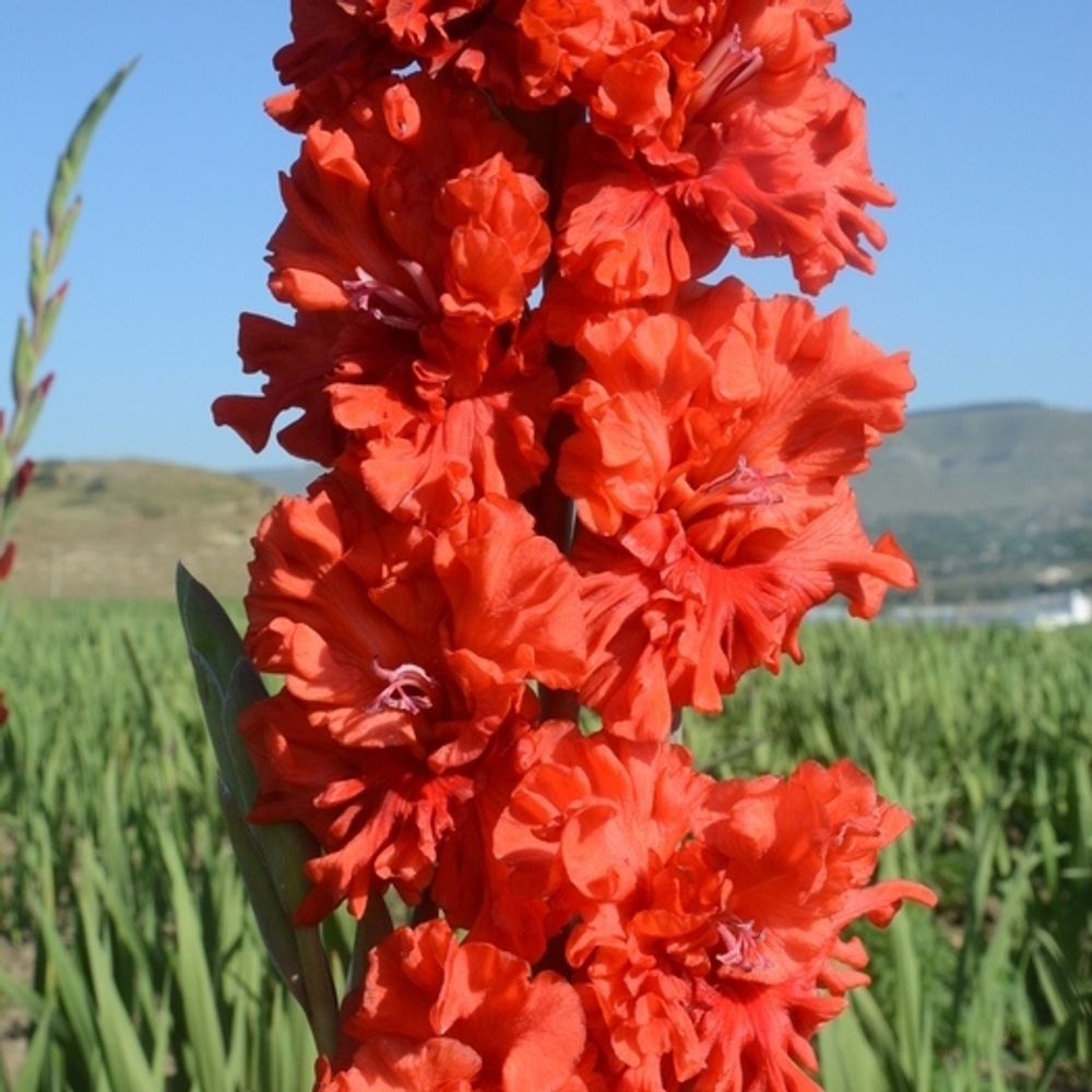 Гладиолус крупноцветковый Метель Августа