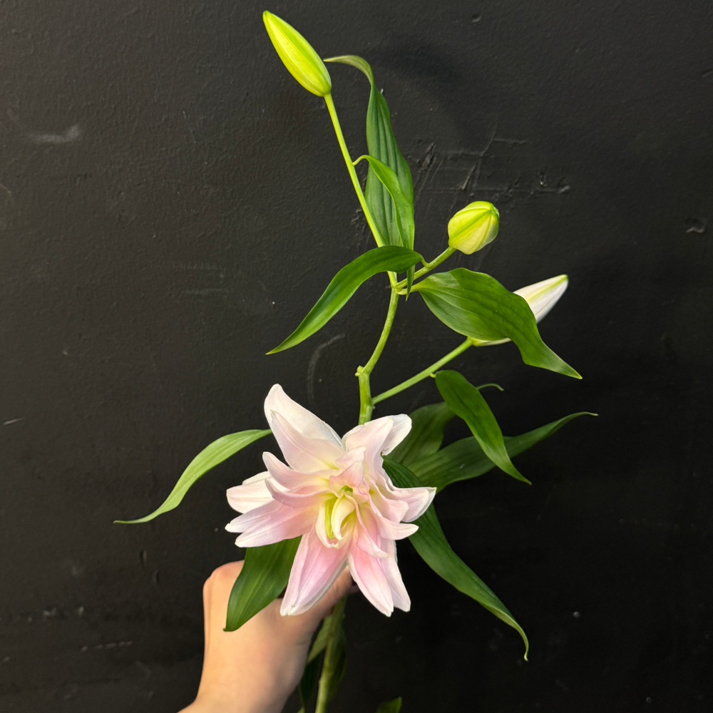 Лилия нежно-розовая махровая 80 см / 1 шт