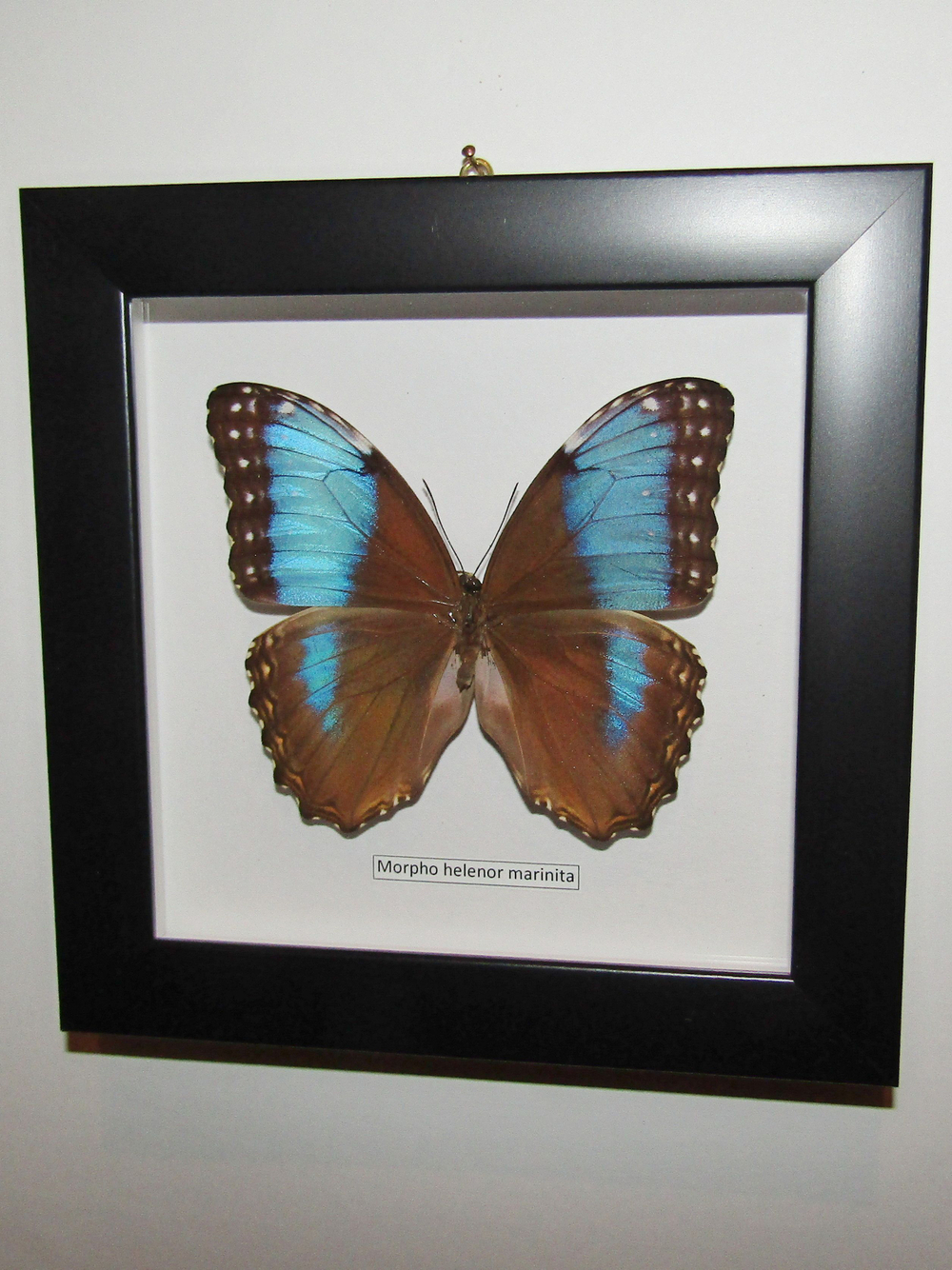 Бабочка Morpho helenor marinita в рамке
