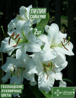 Лилия Луковица, Сайберия, восточная, разбор 22/24, 2 шт