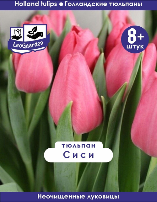 Тюльпан Луковица, Сиси, 8+ шт