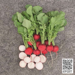 Роксанна F1 семена редиса (Bejo / Бейо)