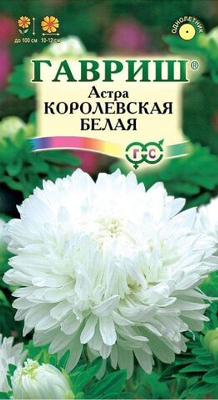 Астра Королевская белая