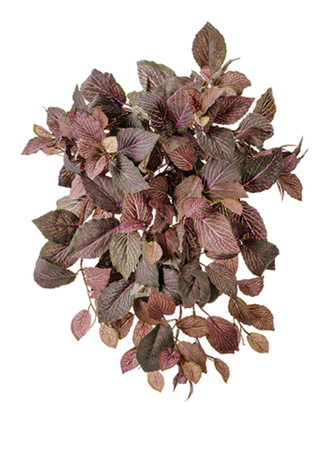 Фиттония Свит ампельная зелёно-розовая