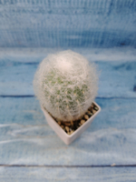 Espostoa Melanostele (Эспостоа)