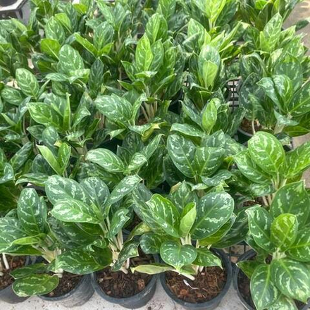 Аглаонема SEDTHEE PANLAN