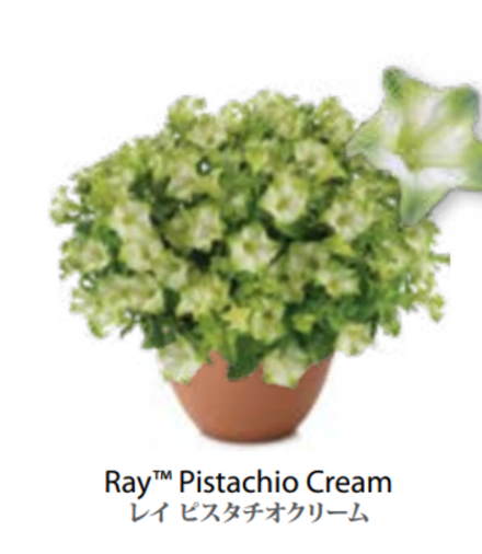 ЕВРО Petunia Ray Pistachio Cream укорененный черенок февраль 26 DAN