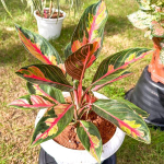 Аглаонема CROWN OF SIAM