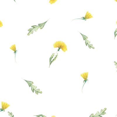 dandelions on white