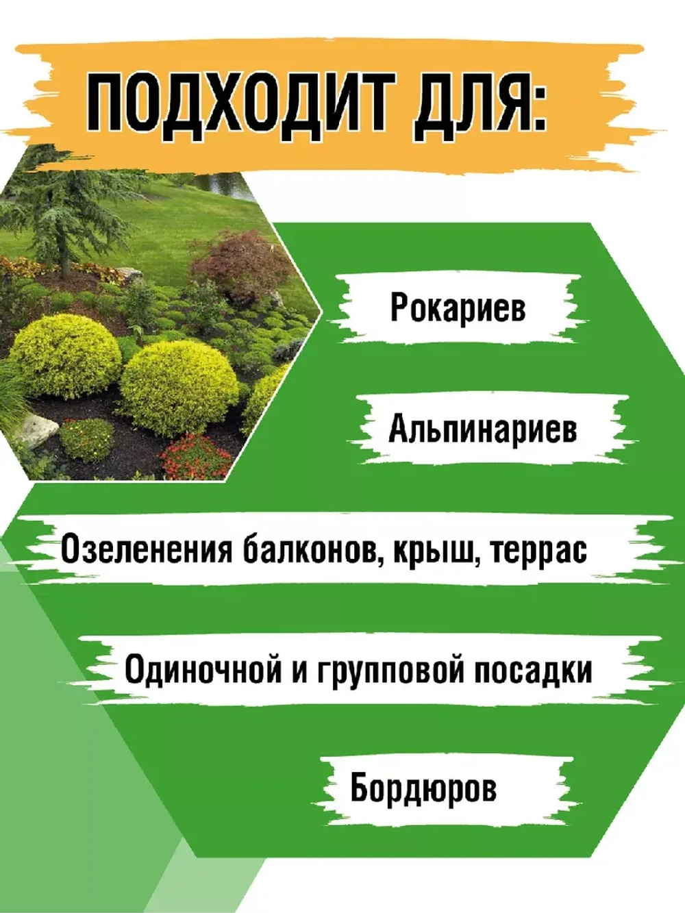 Туя саженец западная Мириам хвойные