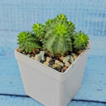 Euphorbia Suzannae (Эуфорбия)