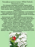 Гипсофила Белоснежный фестиваль Уайт Фестивал не махровая