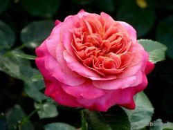 Сурир Де Довиль (Sourire De Deauville)