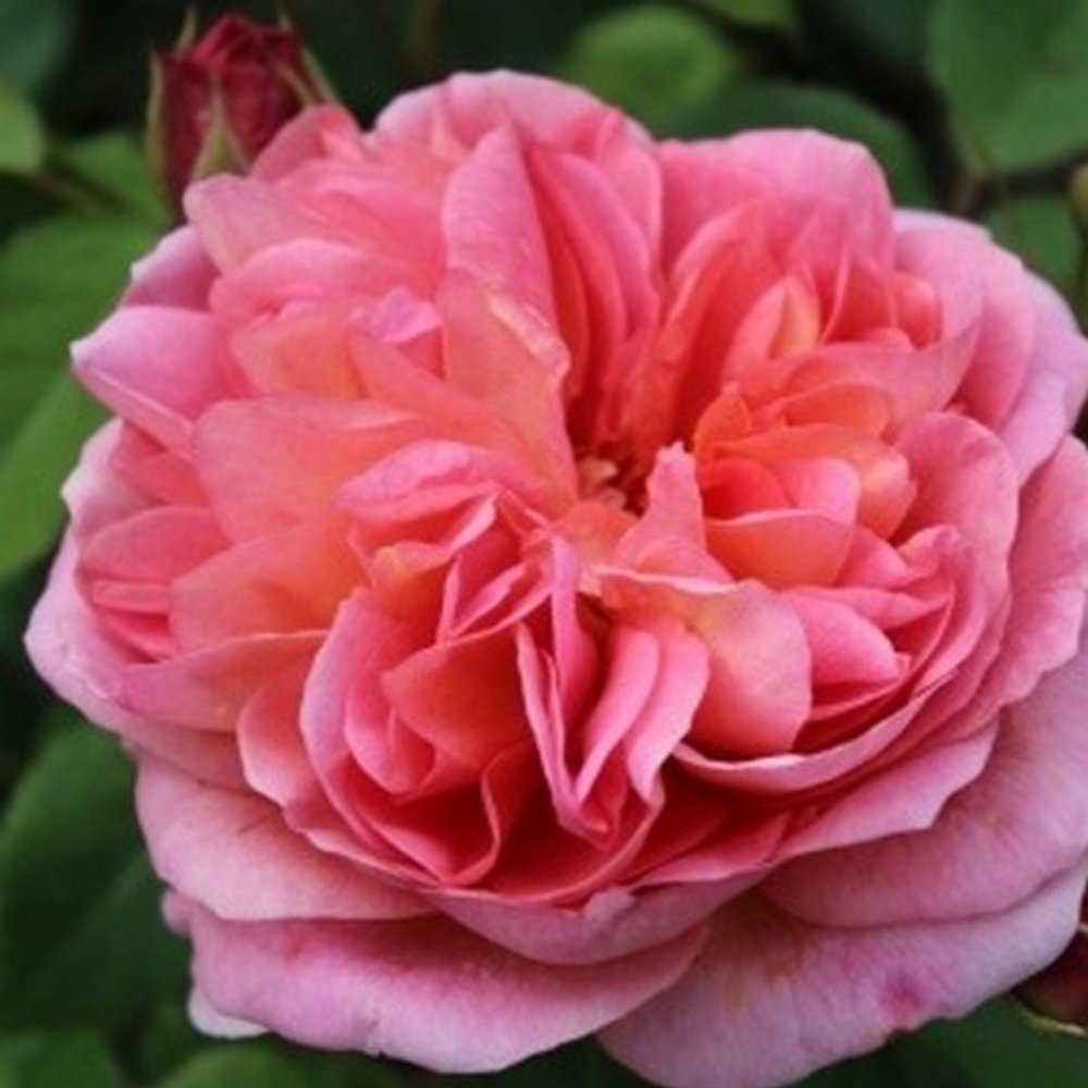 Роза английская душистая Боскобель С6