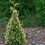 Туя западная Вариегата Смарагд