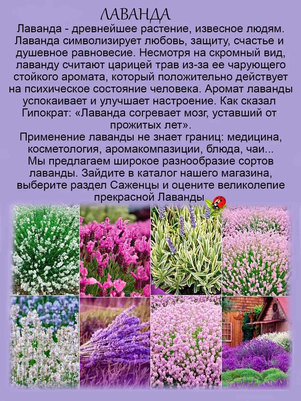 Лаванда Зубчатая домашняя