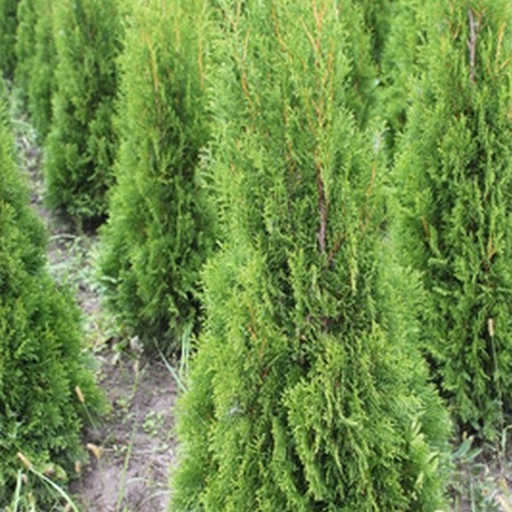 Туя западная Смарагд С25 100-120