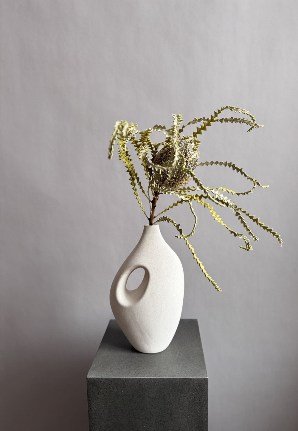 Банксия Специоза натуральная