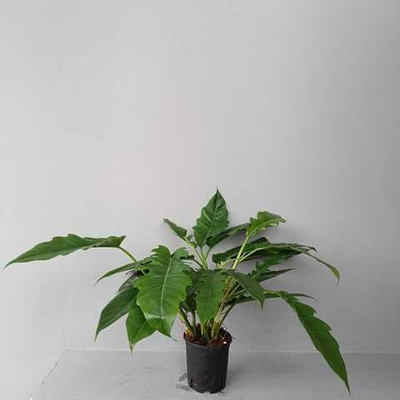 Филодендрон Нарроу