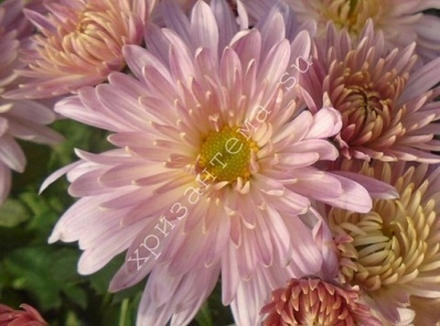 Хризантема мультифлора Brantfaer cheri м.54 /поставка весна 2026г/