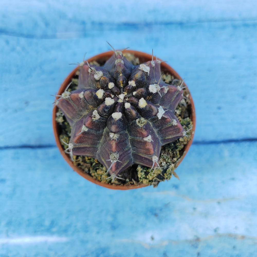 Gymnocalycium Friedrichii (Гимнокалициум)