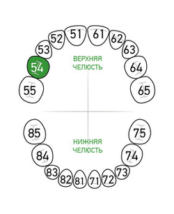 Зона применения клампа для коффердама/раббердама №54 для молочных зубов KSK Dentech (Япония)
