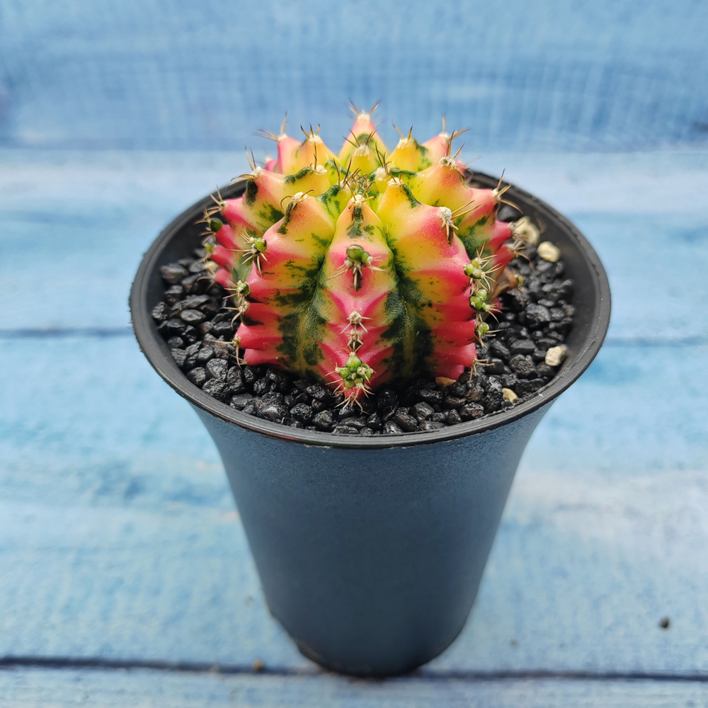 Gymnocalycium Variegata (Гимнокалициум Вариегатный)