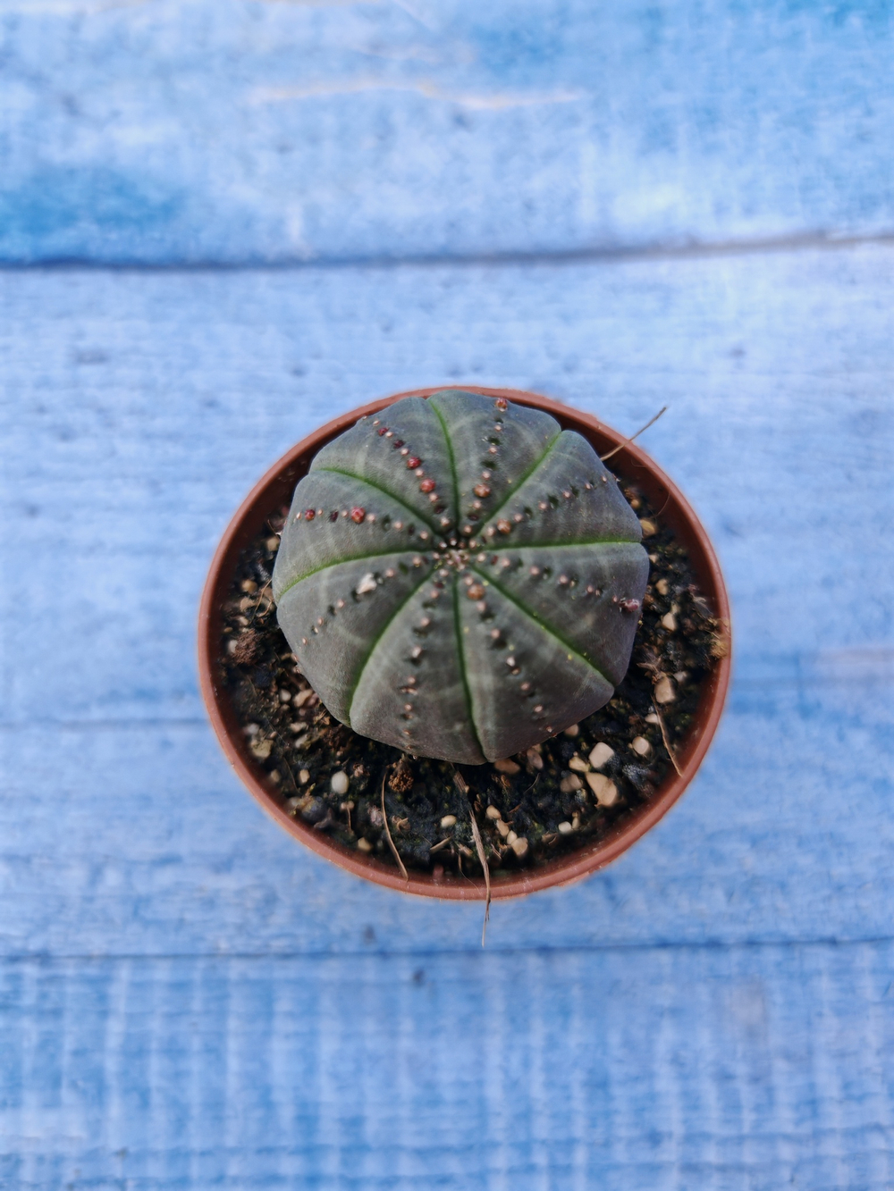 Euphorbia Obesa (Эуфорбия)