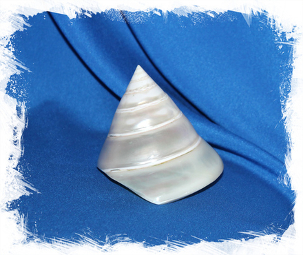 Ракушка Трока Мейл, 9-11см, 1шт