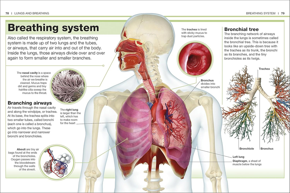 Human Body (Pocket Eyewitness)
