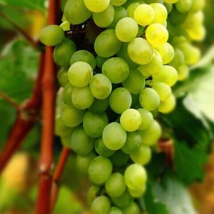 Треббьяно Тоскано (Trebbiano Toscano) - белый сорт винограда