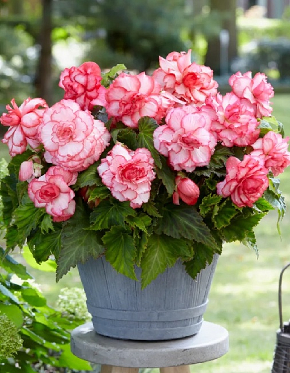 Бегония Бутон дэ Роуз (3шт.)