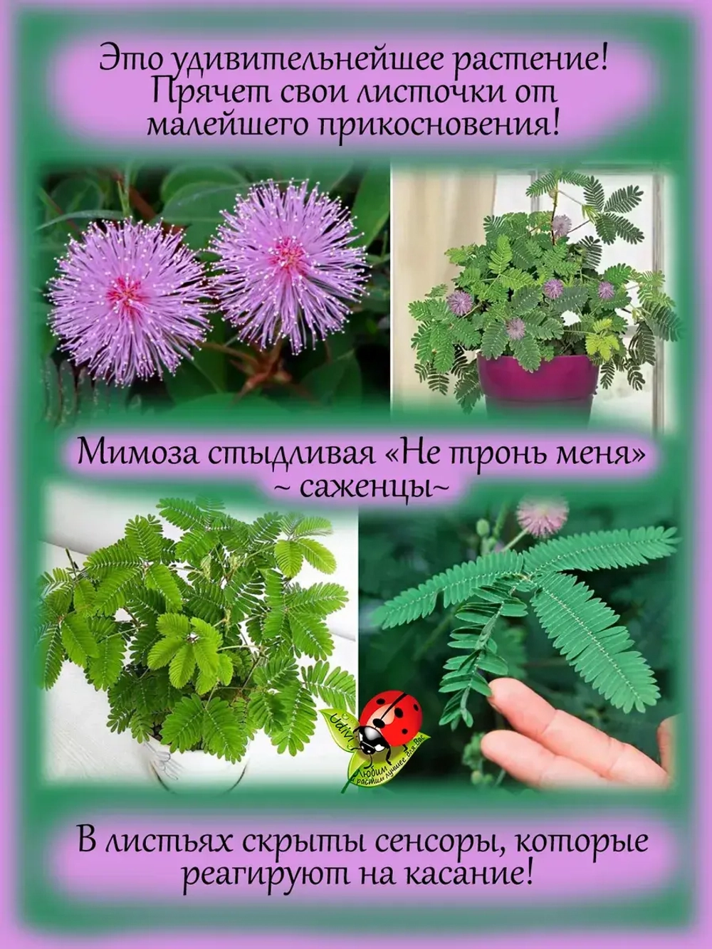 Мимоза стыдливая "Не тронь меня"