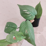Эпипремнум PINNATUM CEBU BLUE (В49)