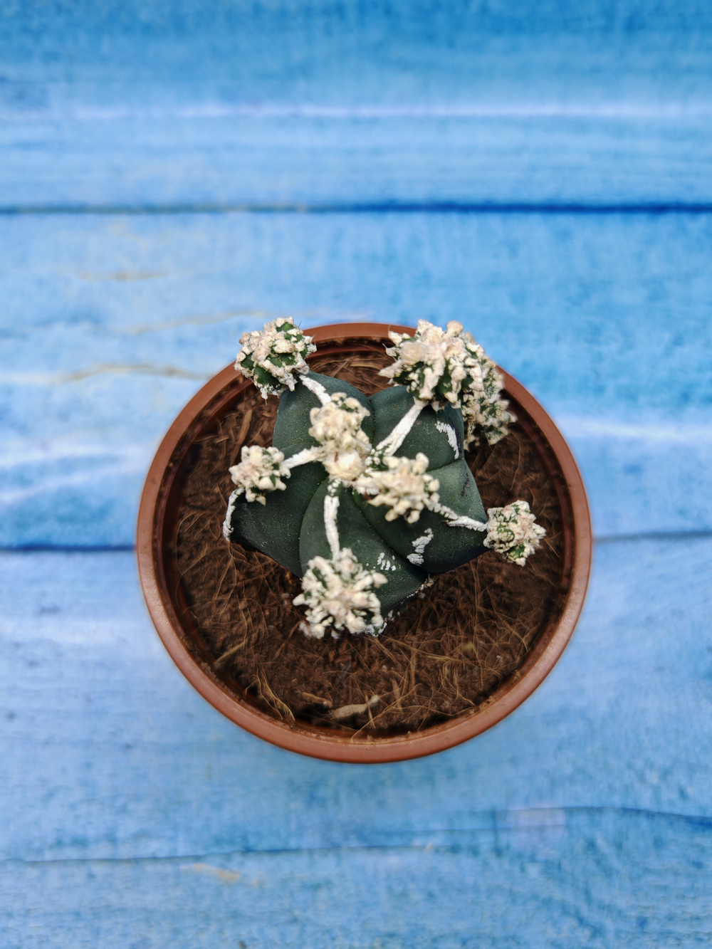 Astrophytum Myriostigma "Hakujo Fukuryu" (Астрофитум)