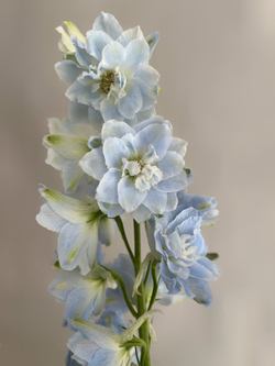 Букет «Богемская рапсодия»