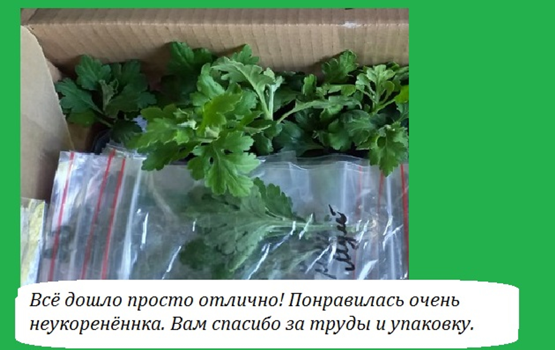 Сад хризантем