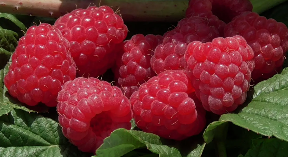 Малина летняя Калининградская