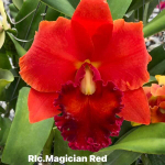 Орхидея ринхолелиокаттлея RLC. MAGICIAN RED