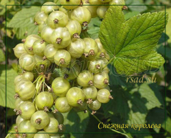 Смородина черная Снежная королева