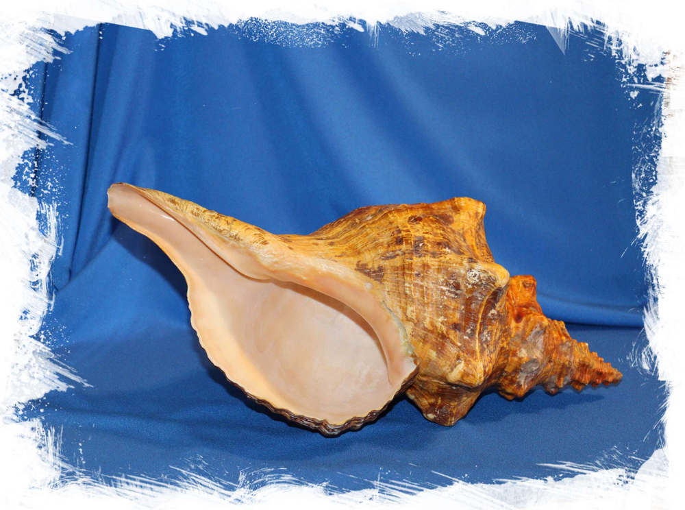 Раковина Плеуроплока гигантея (Pleuroploca gigantea)