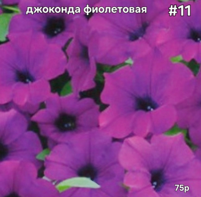 РАССАДА ПЕТУНИИ ДЖОКОНДА ФИОЛЕТОВАЯ № 11