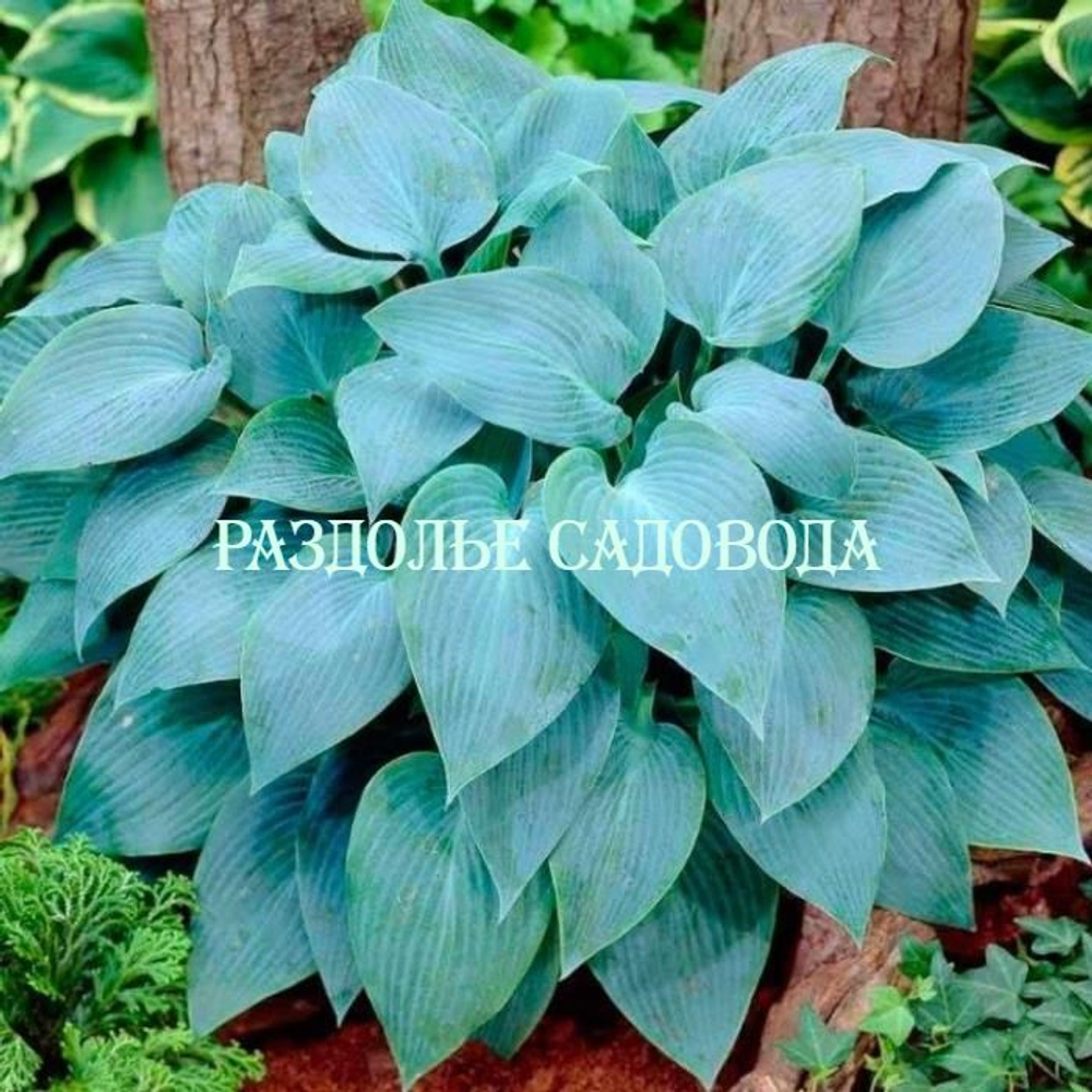 Хоста гибридная Канадиан Блю (Canadian Blue)