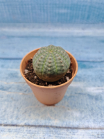 Euphoria Obesa (Эуфорбия)