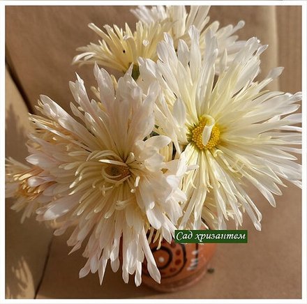 Корейская хризантема Пэрлинка  ☘ з.58   (отгрузка Май)