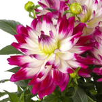 G3 Георгина Labella maggioge rose